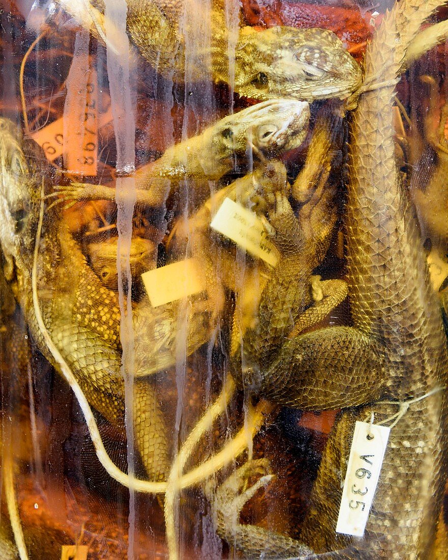 Preserved lizards