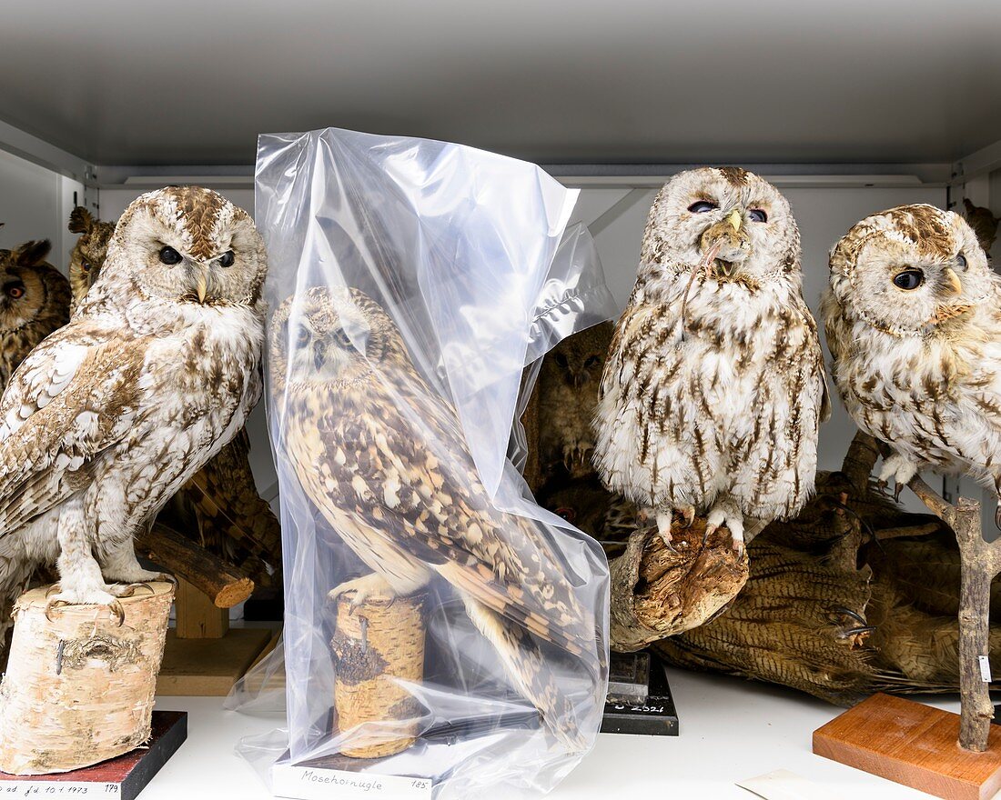 Preserved owls