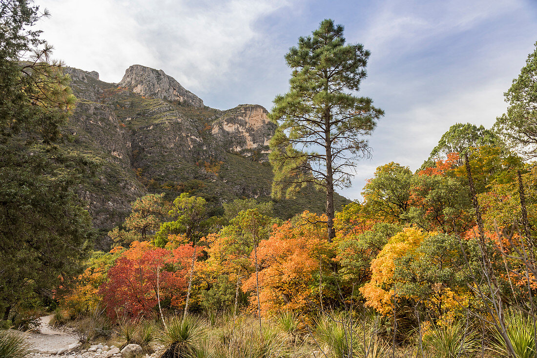 Guadalupe Mountains National Park, Texas, USA