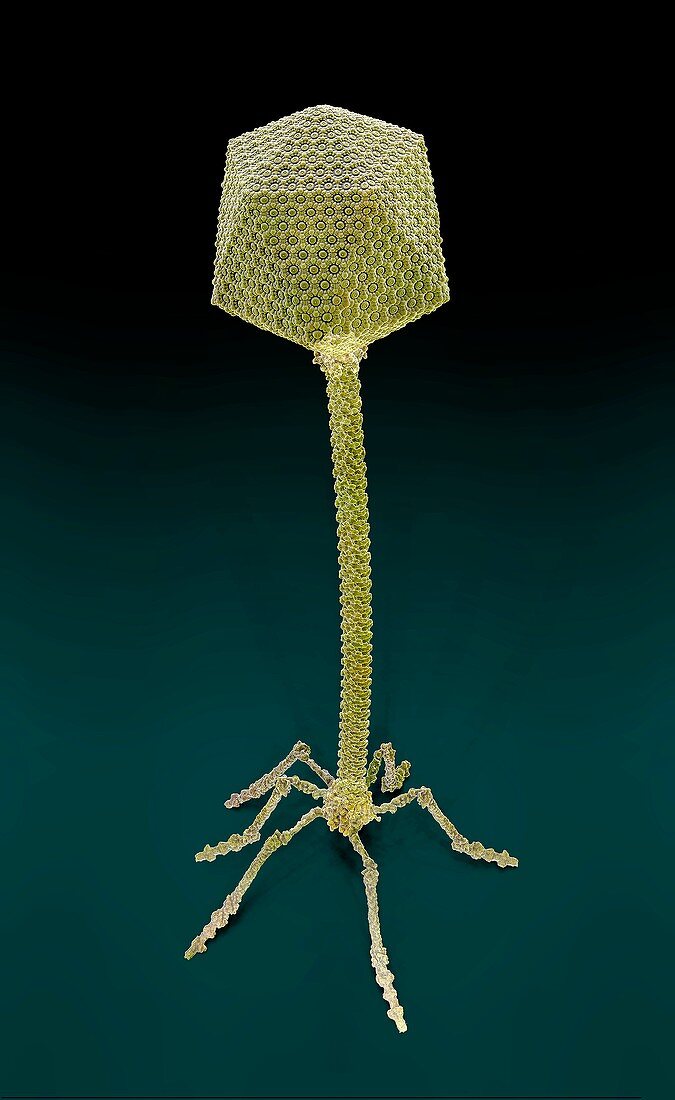 P1 bacteriophage, illustration