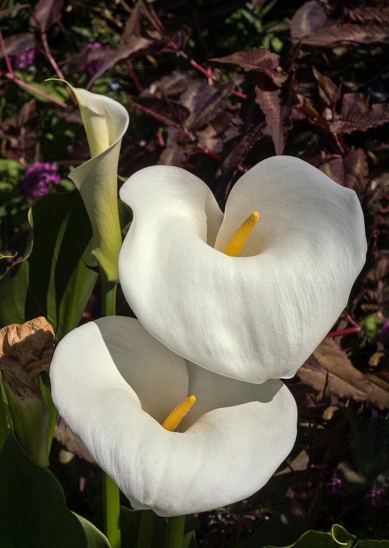 Arum lily (Zantedeschia aethiopica Crowborough')