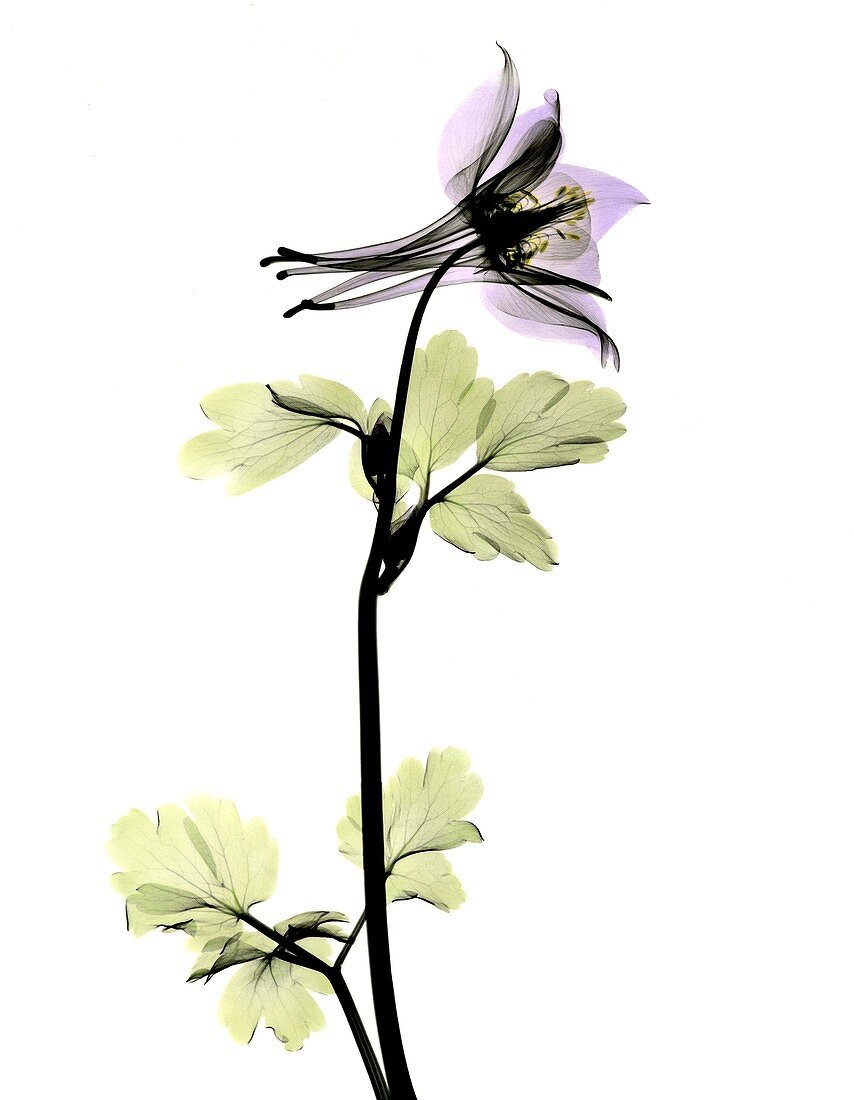 Columbine (Aquilegia sp.) flower, X-ray