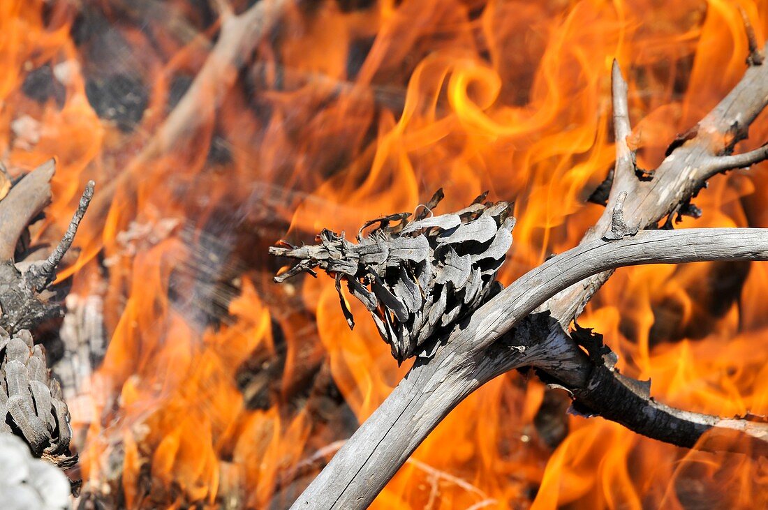 Close-up of a forest fire