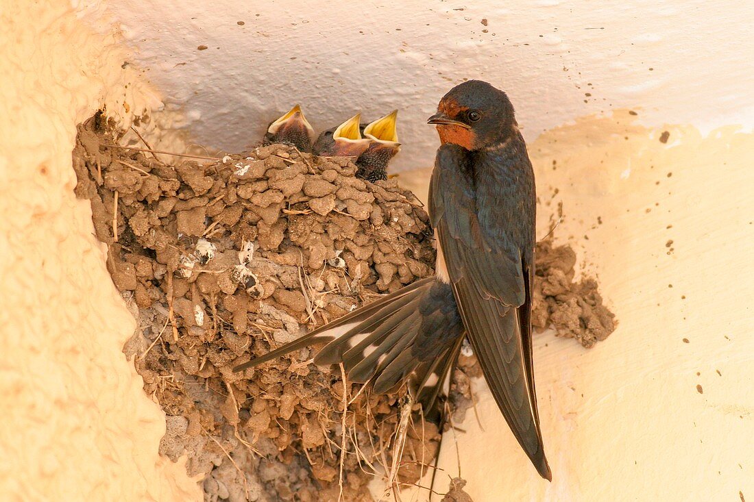 Barn swallow with hatchlings