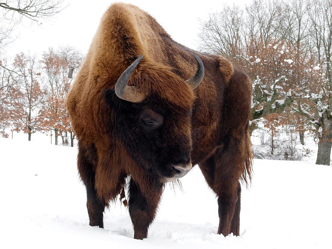 European bison