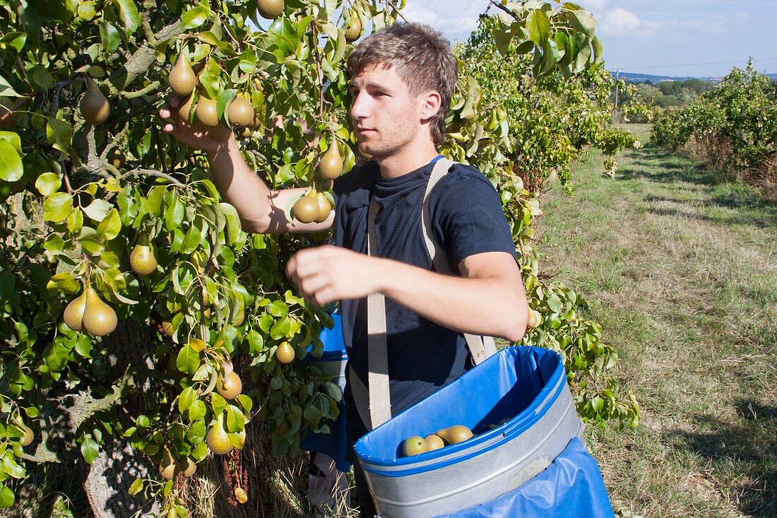 Fruit harvesting