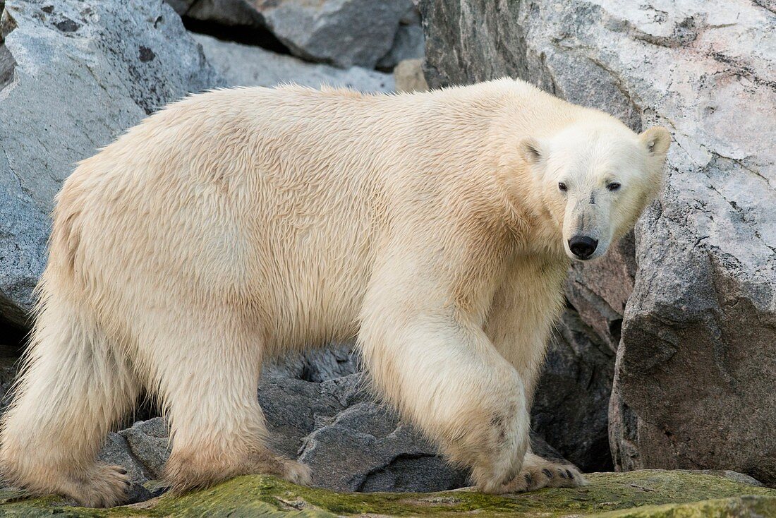 Polar bear foraging, Hamiltonbrukt, Svalbard