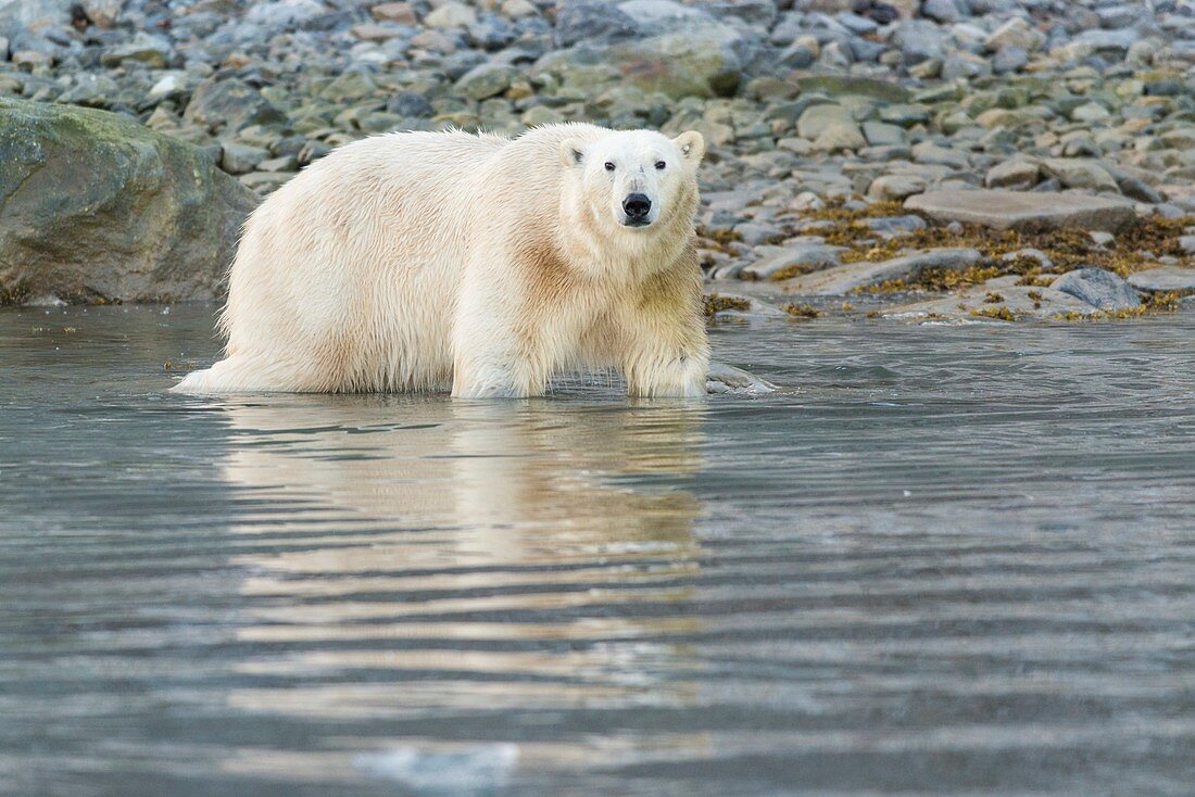 Polar bear foraging, Hamiltonbrukt, Svalbard