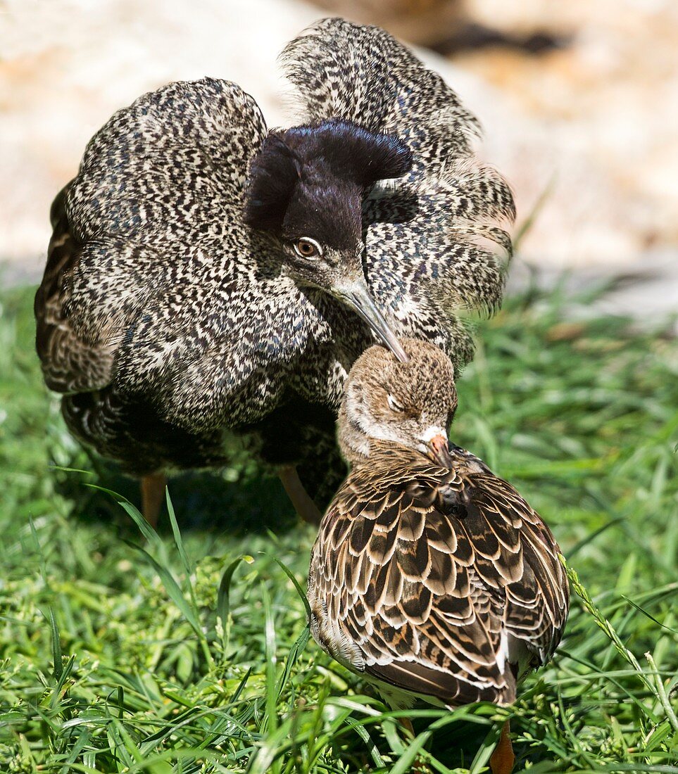 Ruff male displaying to female