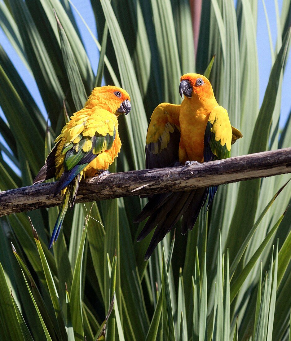 Sun parakeet breeding pair