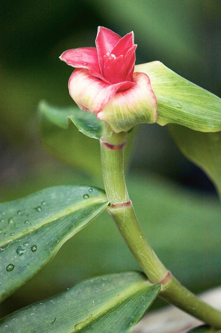 Spiral Ginger (Costus barbatus)