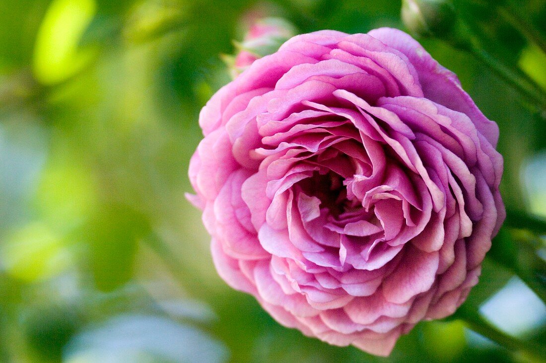 Rose (Rosa 'Excellenz Von Schubert')