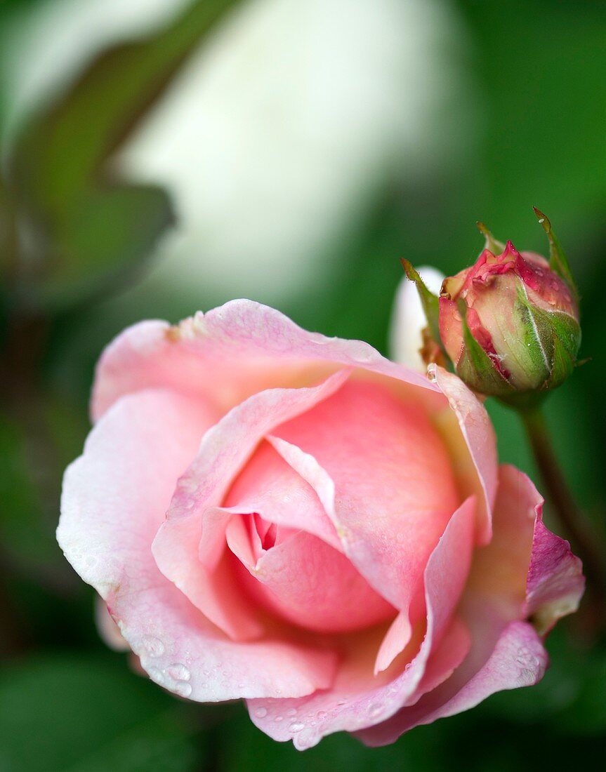 Rose (Rosa 'Gruss an Aachen')