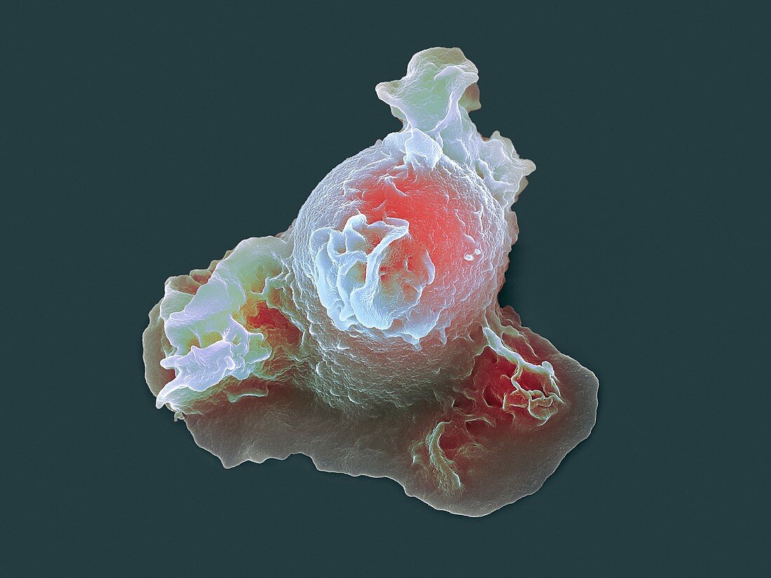 Neutrophil white blood cell, SEM