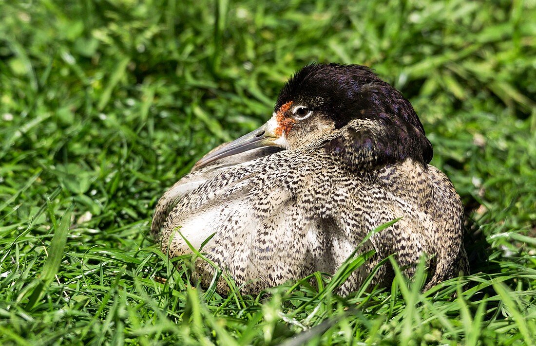 Male ruff in breeding plumage