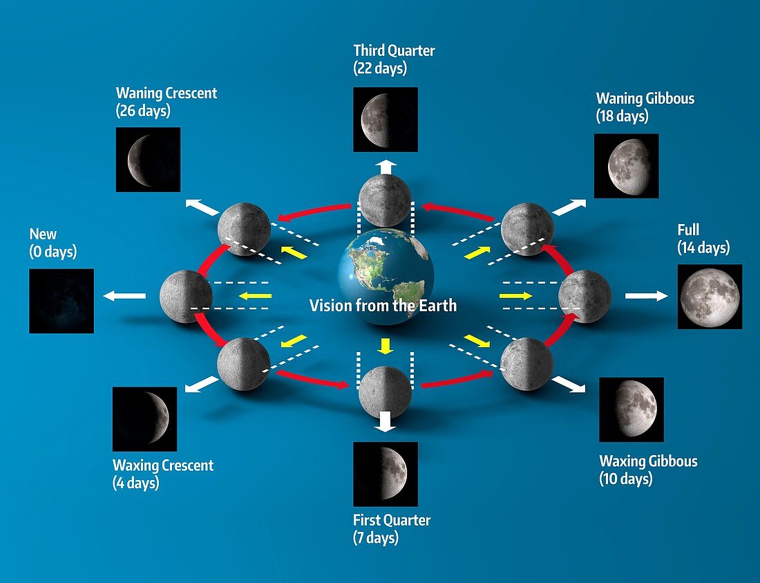Lunar cycle, illustration