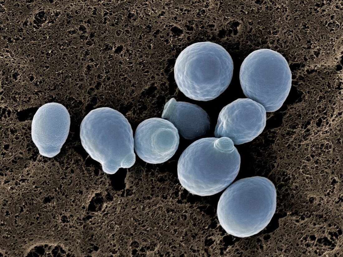 Candida albicans yeast cells, SEM