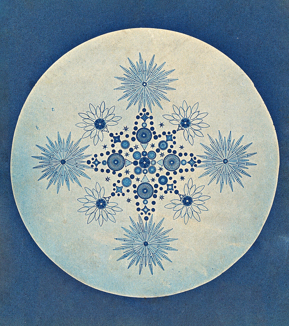 19th-century diatoms cyanotype
