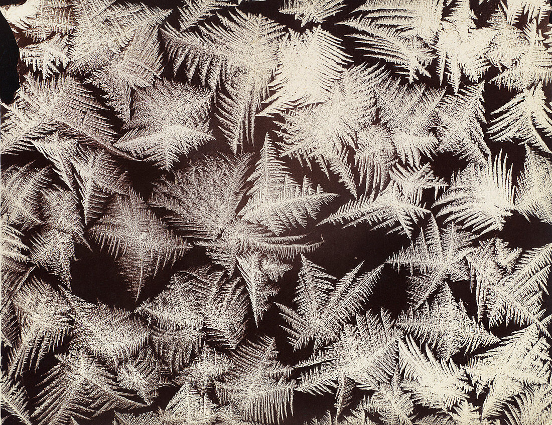 Frost patterns, photographed by Wilson Bentley