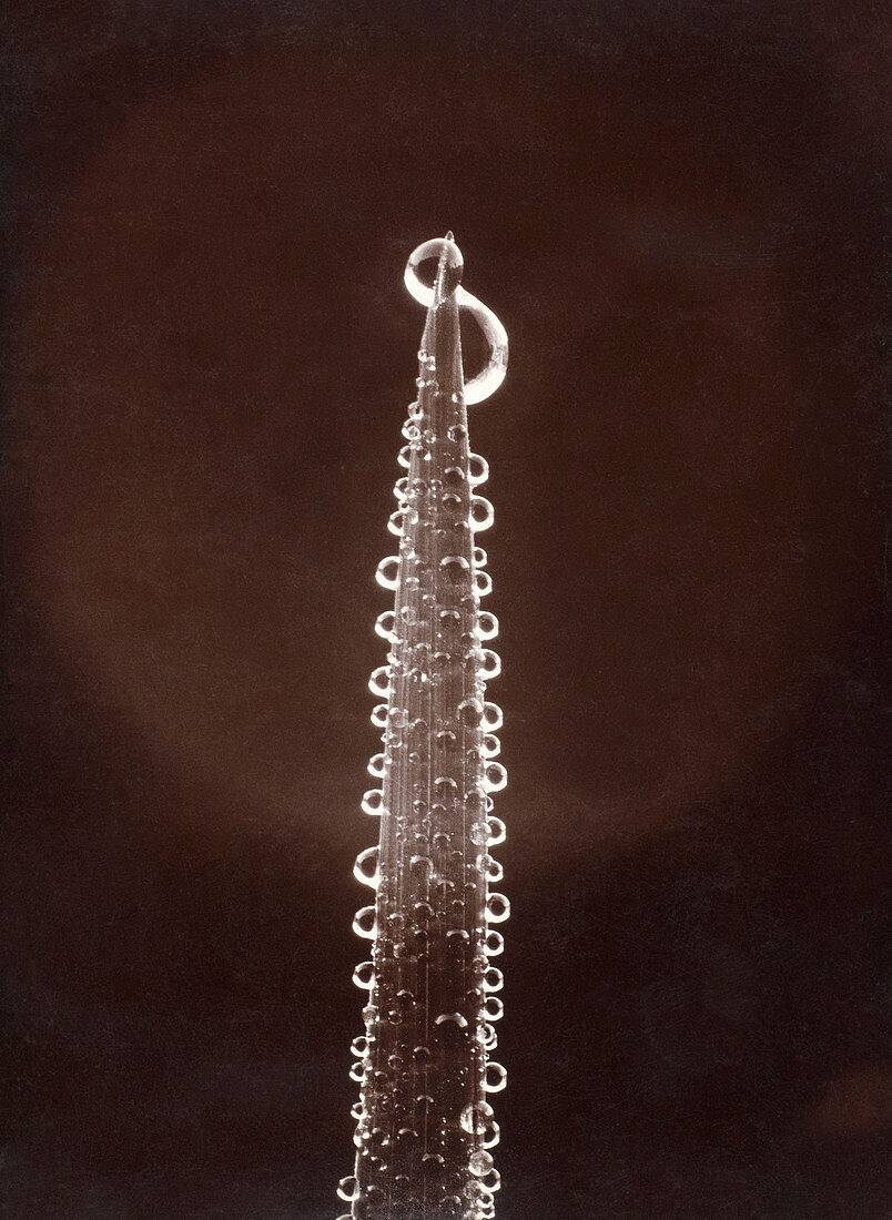 Dew on a blade of grass, photographed by Wilson Bentley