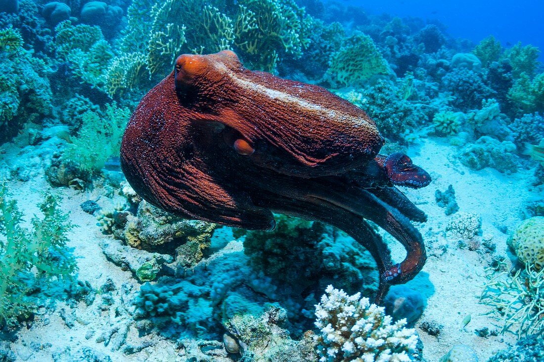 Day octopus swimming over a reef
