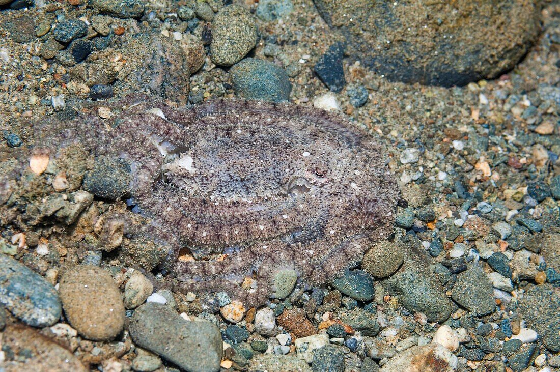 White-V octopus camouflaged on a reef