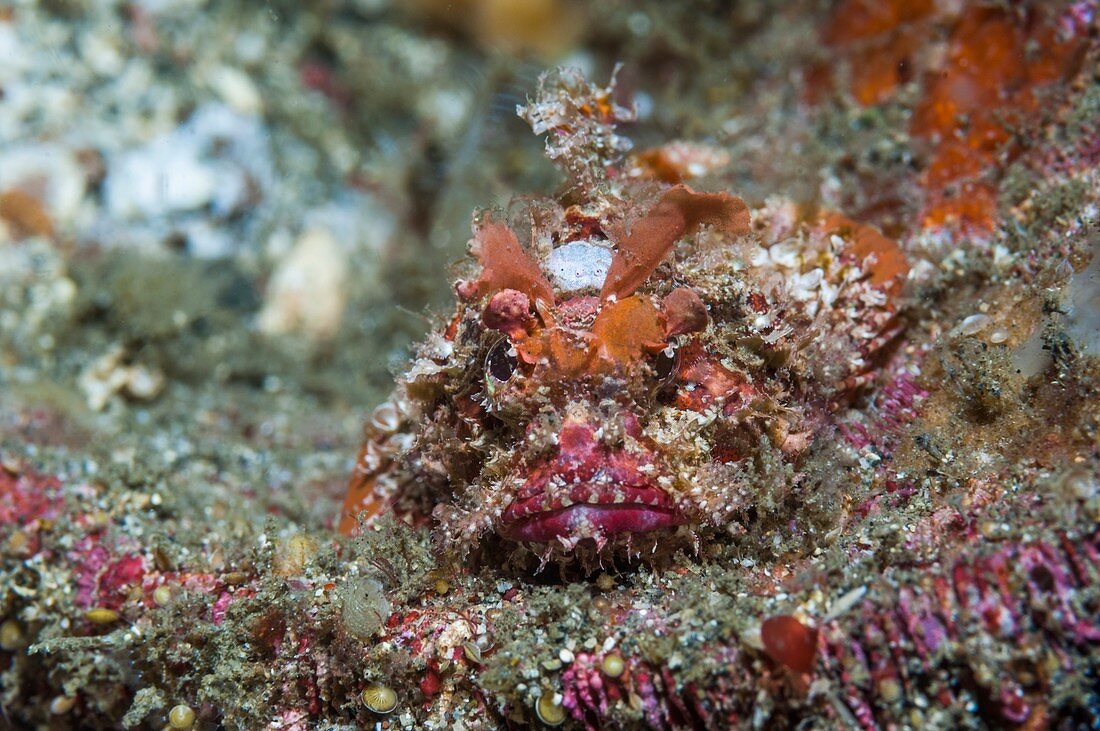 Scorpionfish camouflaged on a reef
