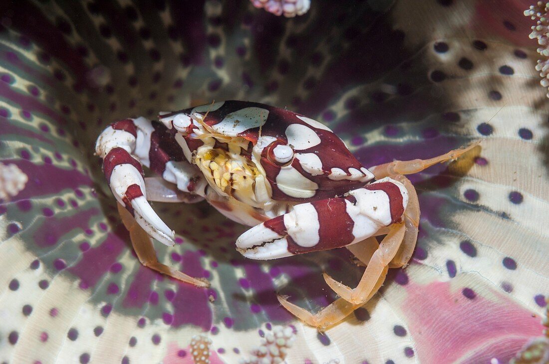 Harlequin swimmer crab