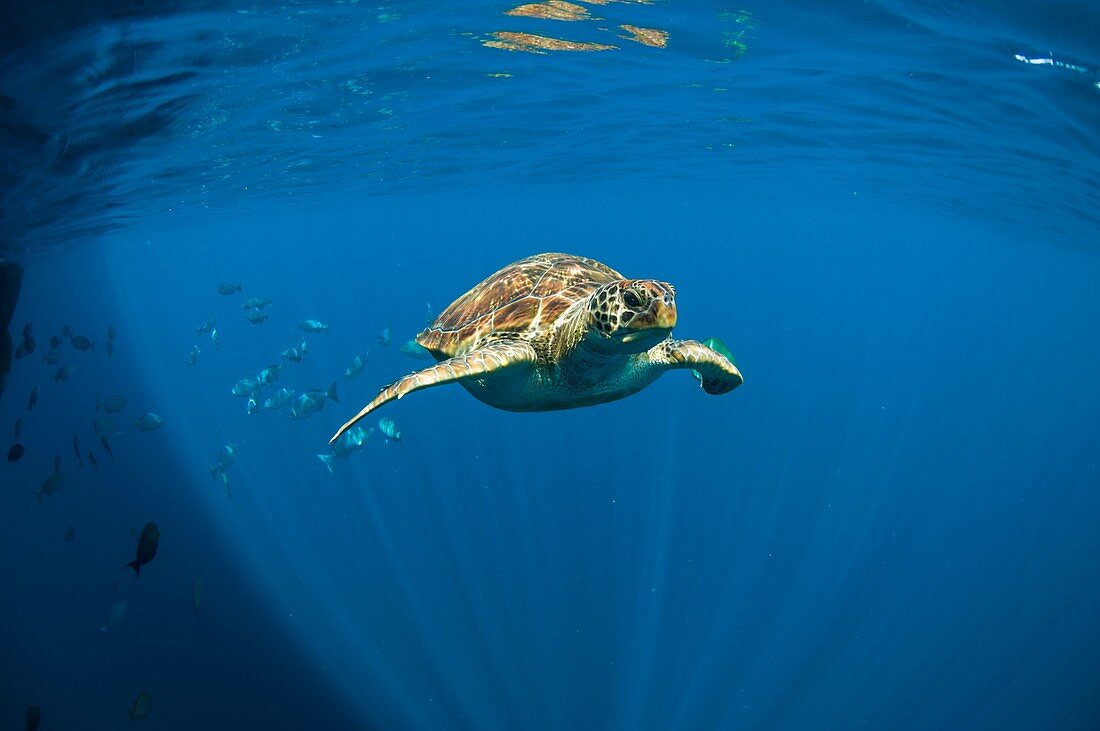 Green turtle swimming in open ocean