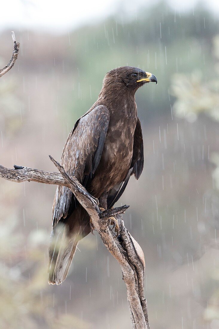 Wahlberg's eagle perched in the rain