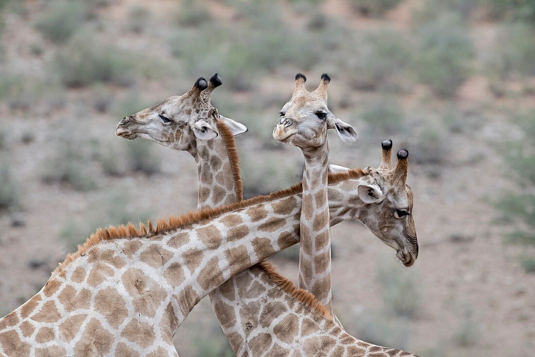 Male giraffes necking