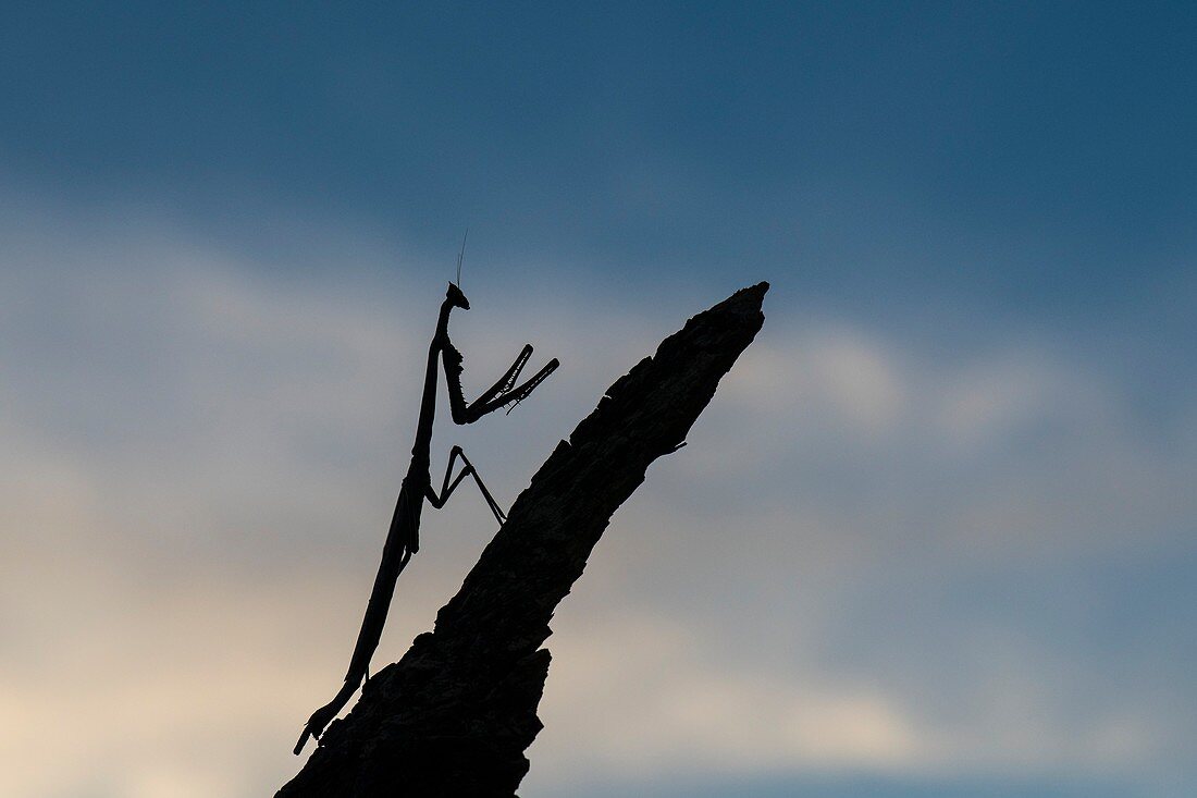 Praying mantis silhouette