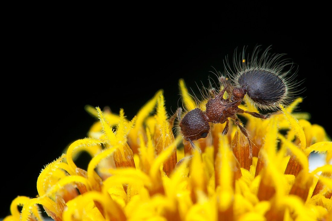 Hairy ant on a yellow flower