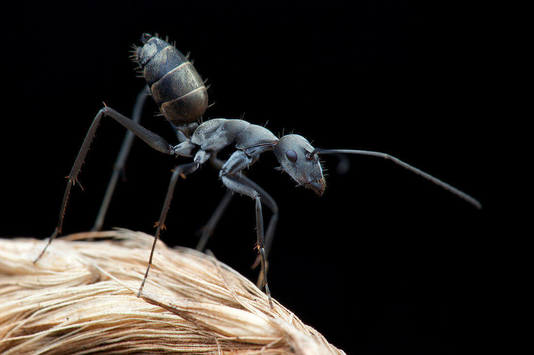 Black Ant defensive pose