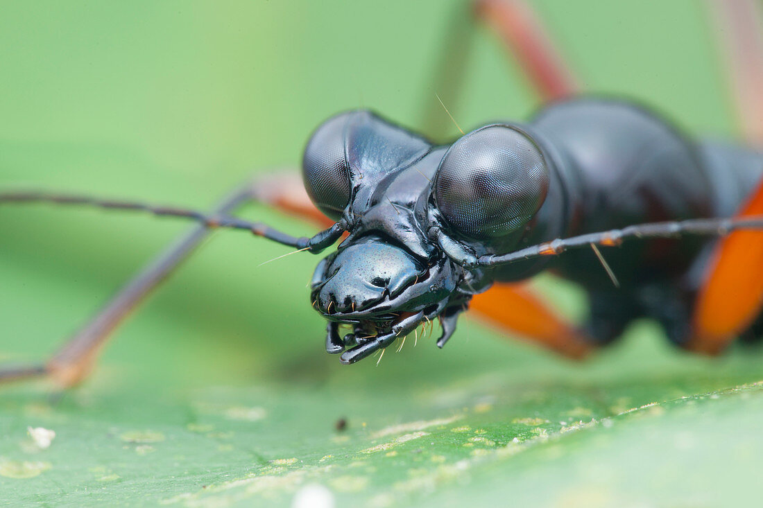 Flightless tiger beetle