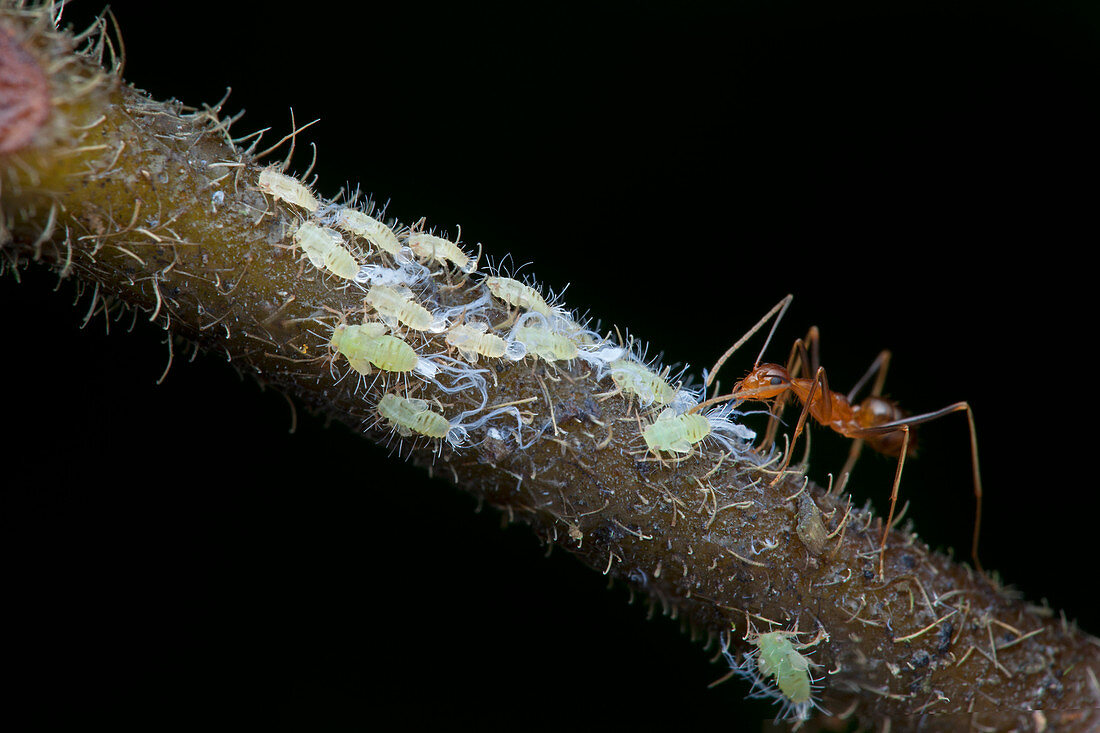 Ant milking bark lice