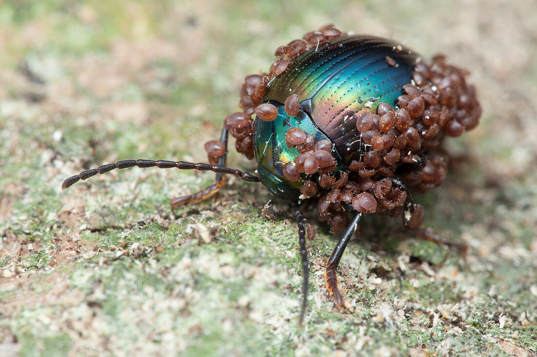 Darkling beetle with mites