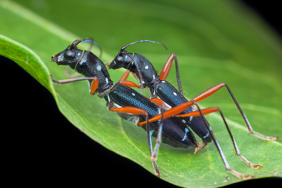 Longhorn beetles mating