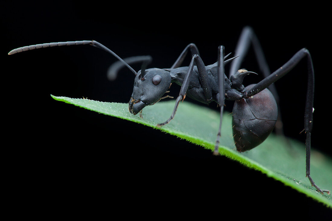 Polyrhachis armata ant