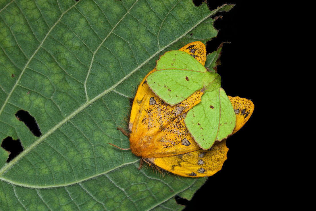 Mating lappet moths