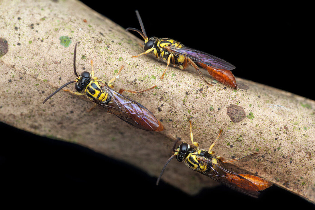 Crabronid wasps