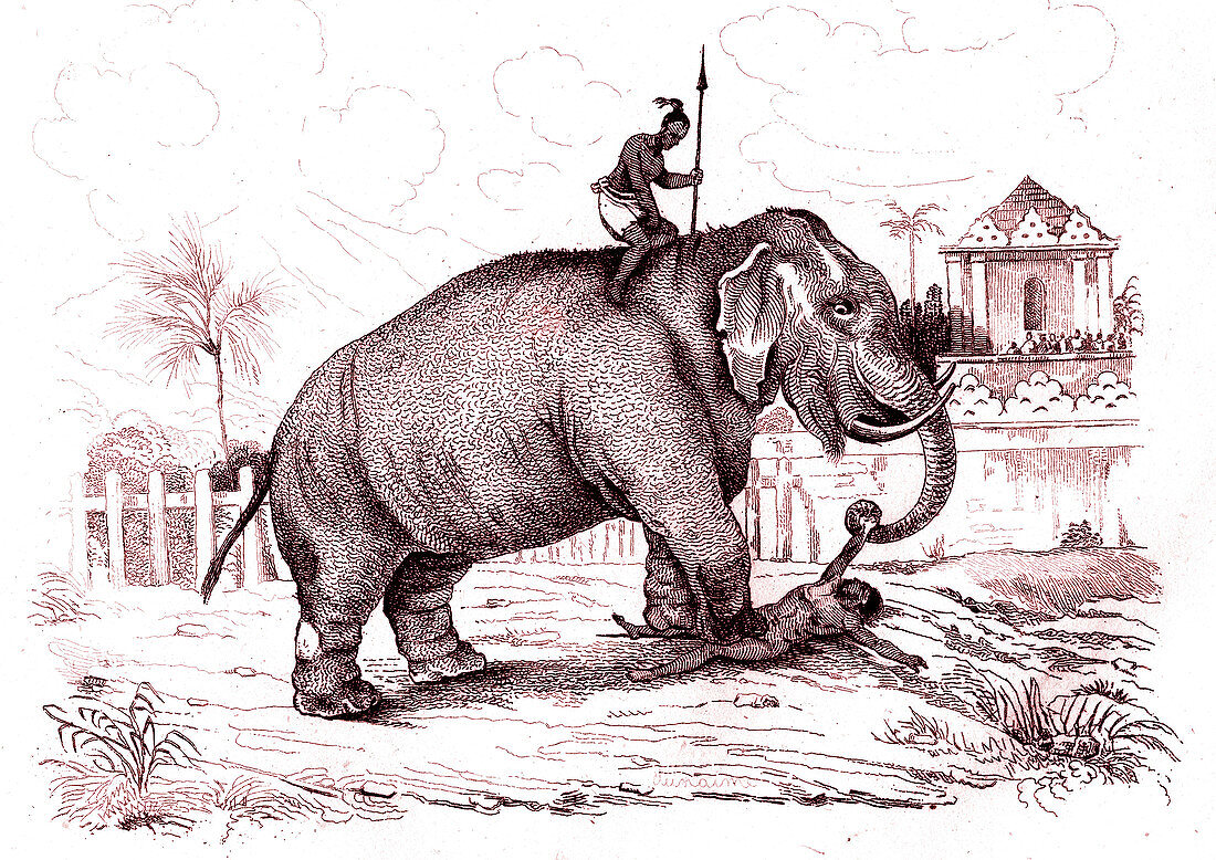 Criminal punishment in Ceylon, 19th Century illustration