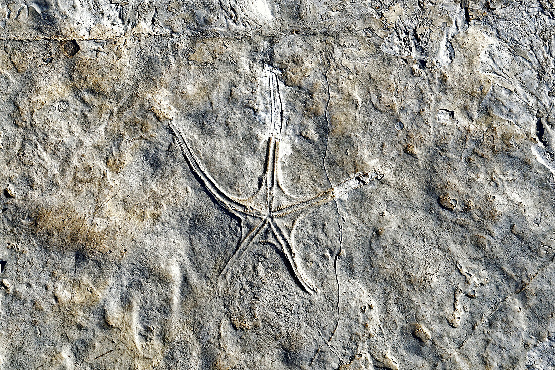 Starfish fossil in Jurassic seabed