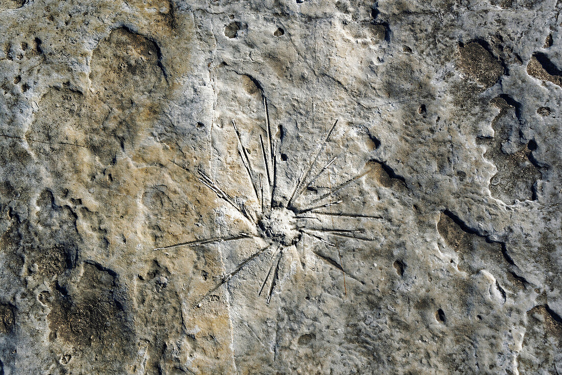 Sea urchin fossil in Jurassic seabed