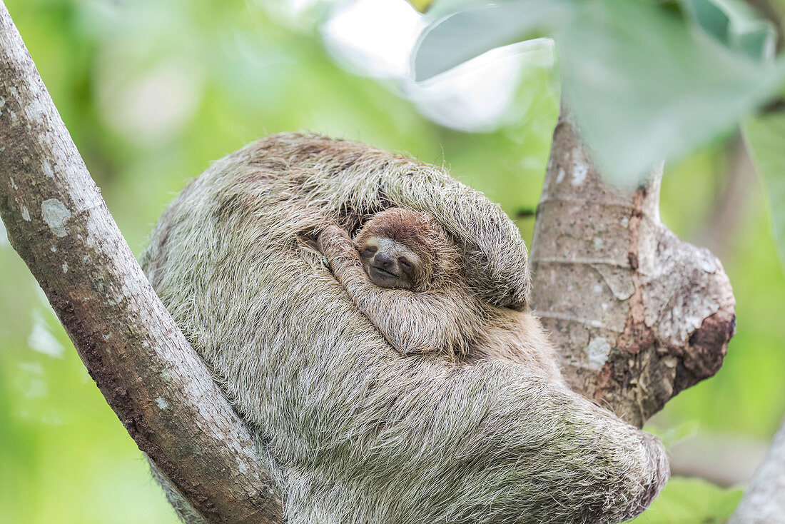 Brown-throated three-toed sloth