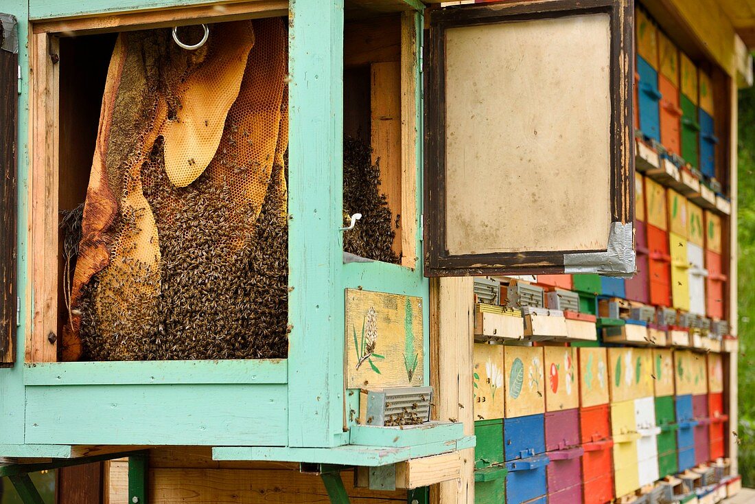 Honeycombs in open beehive