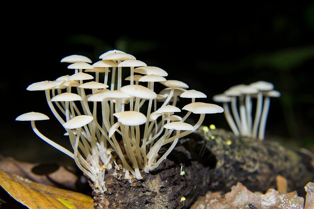 Bioluminescent fungi (Mycena illuminans)