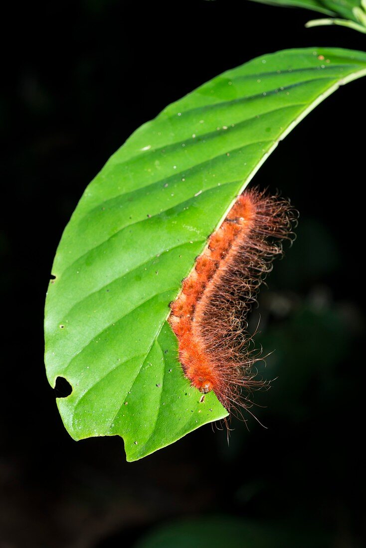 Caterpillar on leaf, Borneo