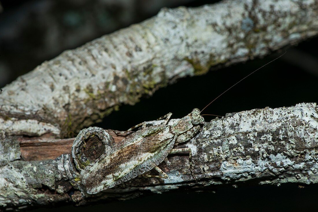 Tree bark mantis, Borneo