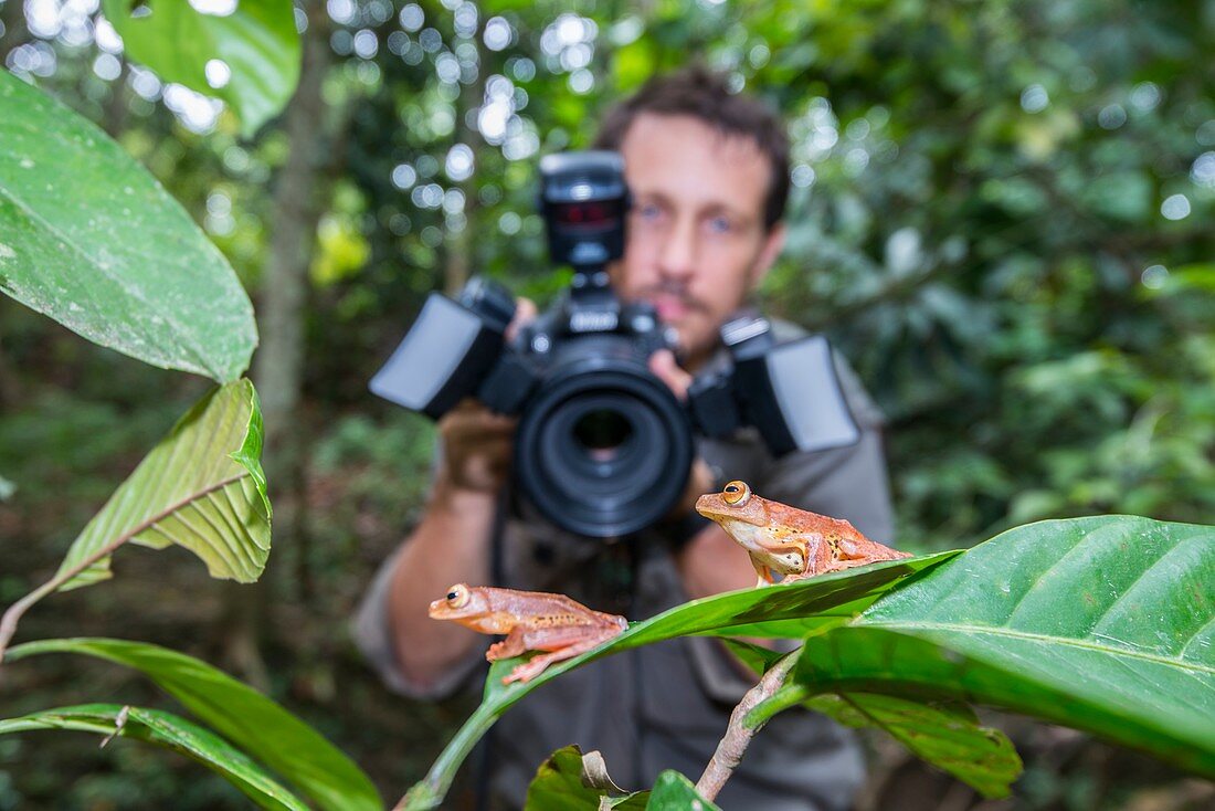 Man photographing harlequin tree frogs, Borneo
